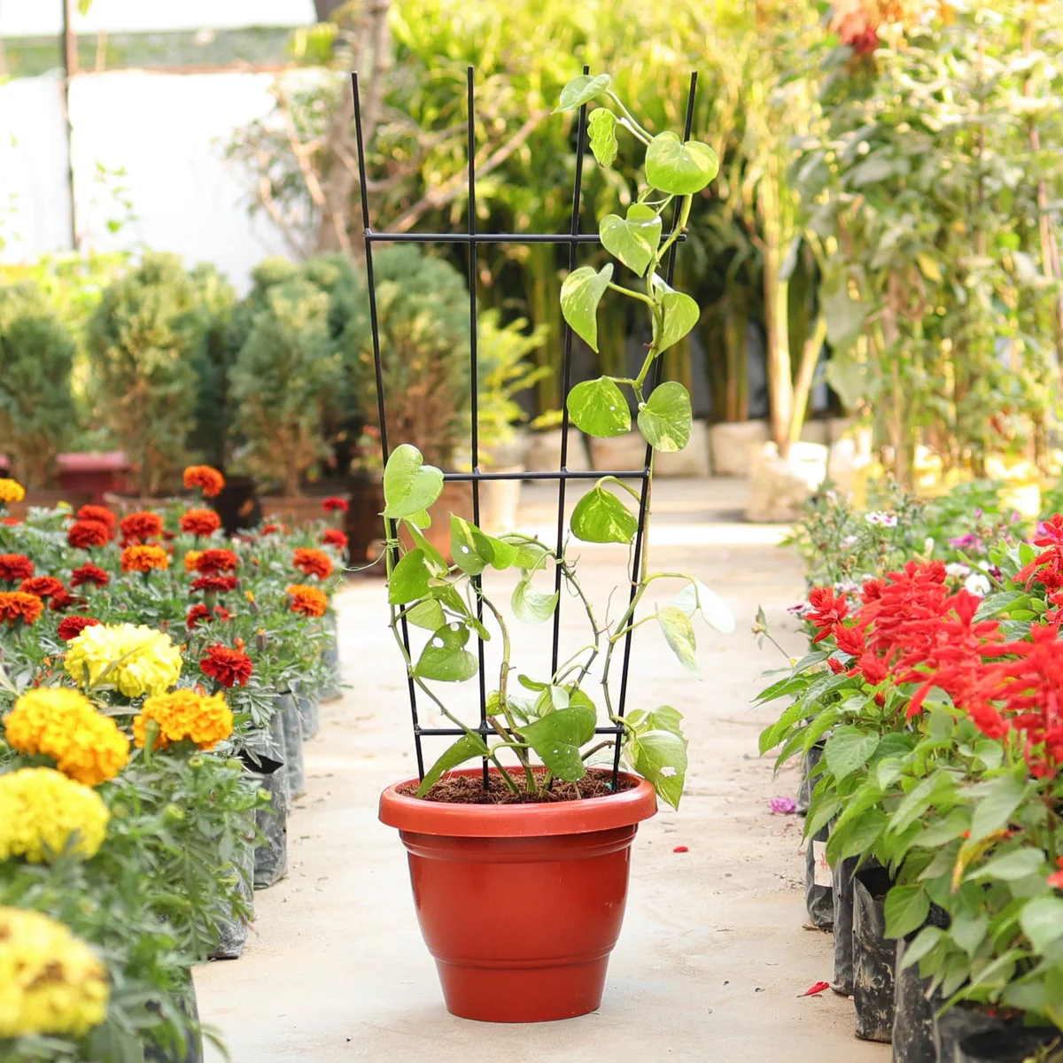 Plant Support
